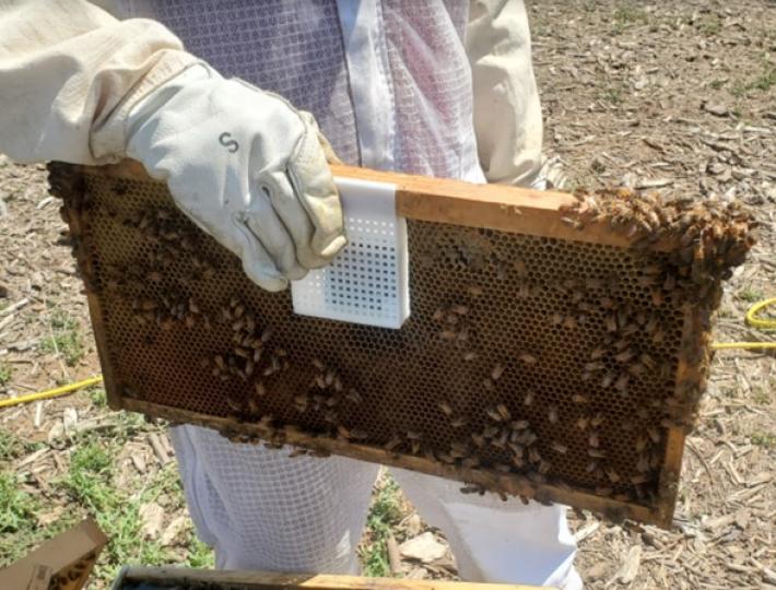 A person wearing a white glove holds a bee-covered behive frame.